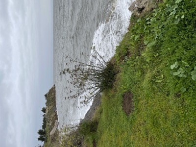 SFO to Sierra Point