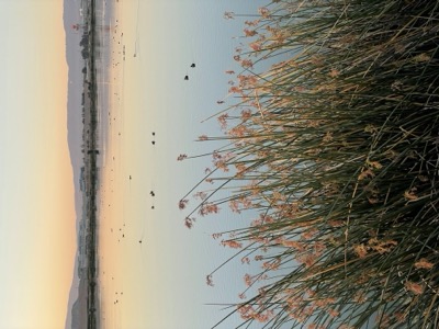 Sunnyvale pond loop