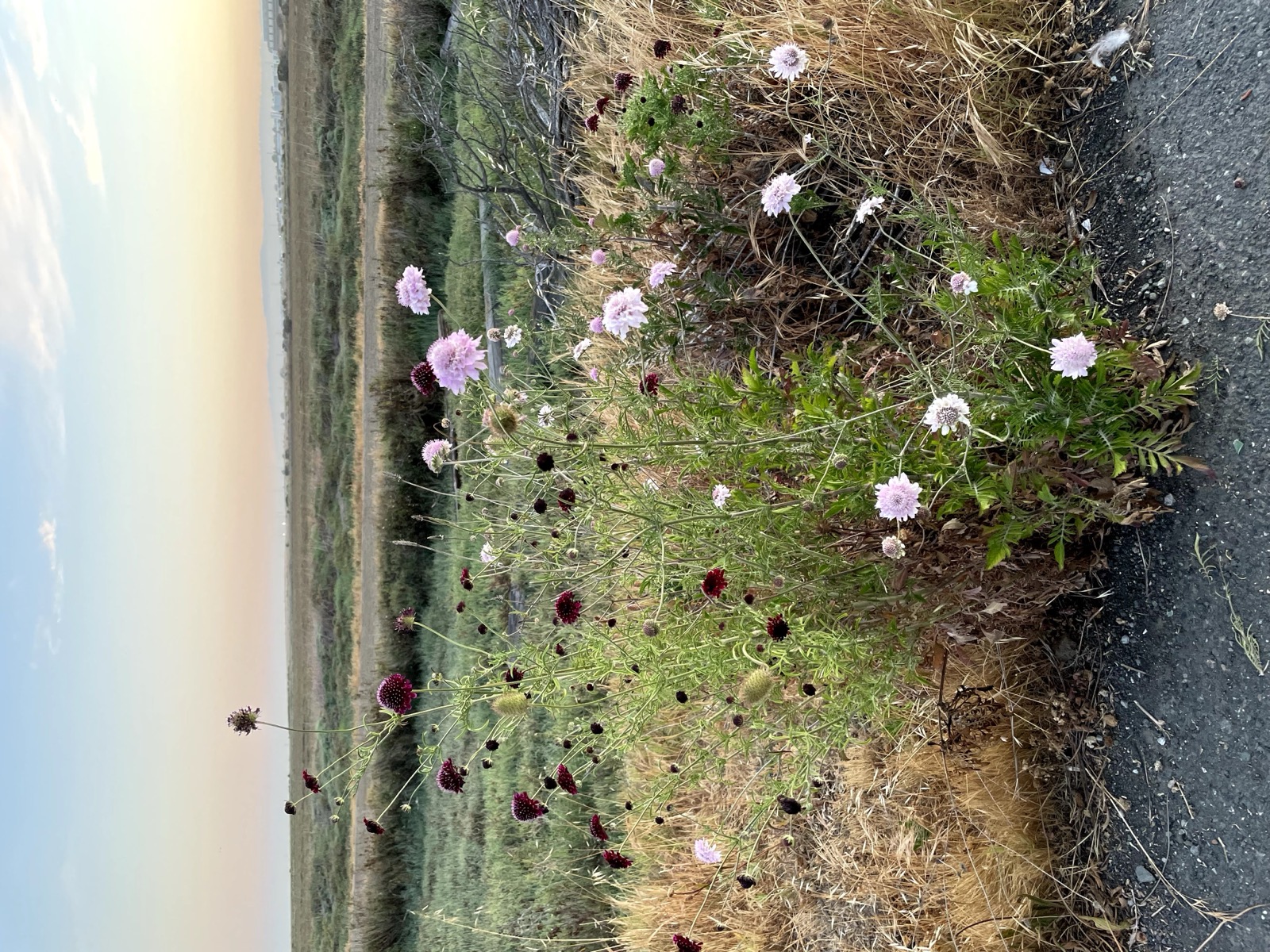 Segment 43, photo 1
