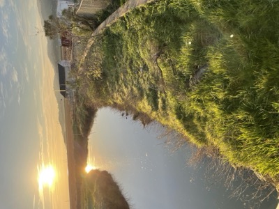 Las Gallinas ponds