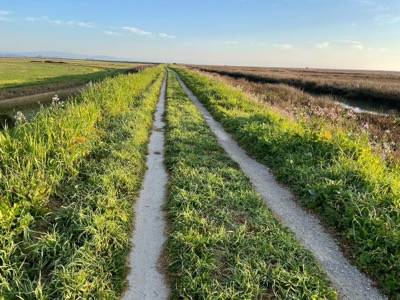 Las Gallinas ponds