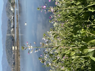 Las Gallinas ponds