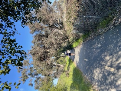Las Gallinas ponds