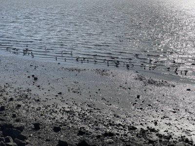 Green Island Road to Wetlands Edge Park