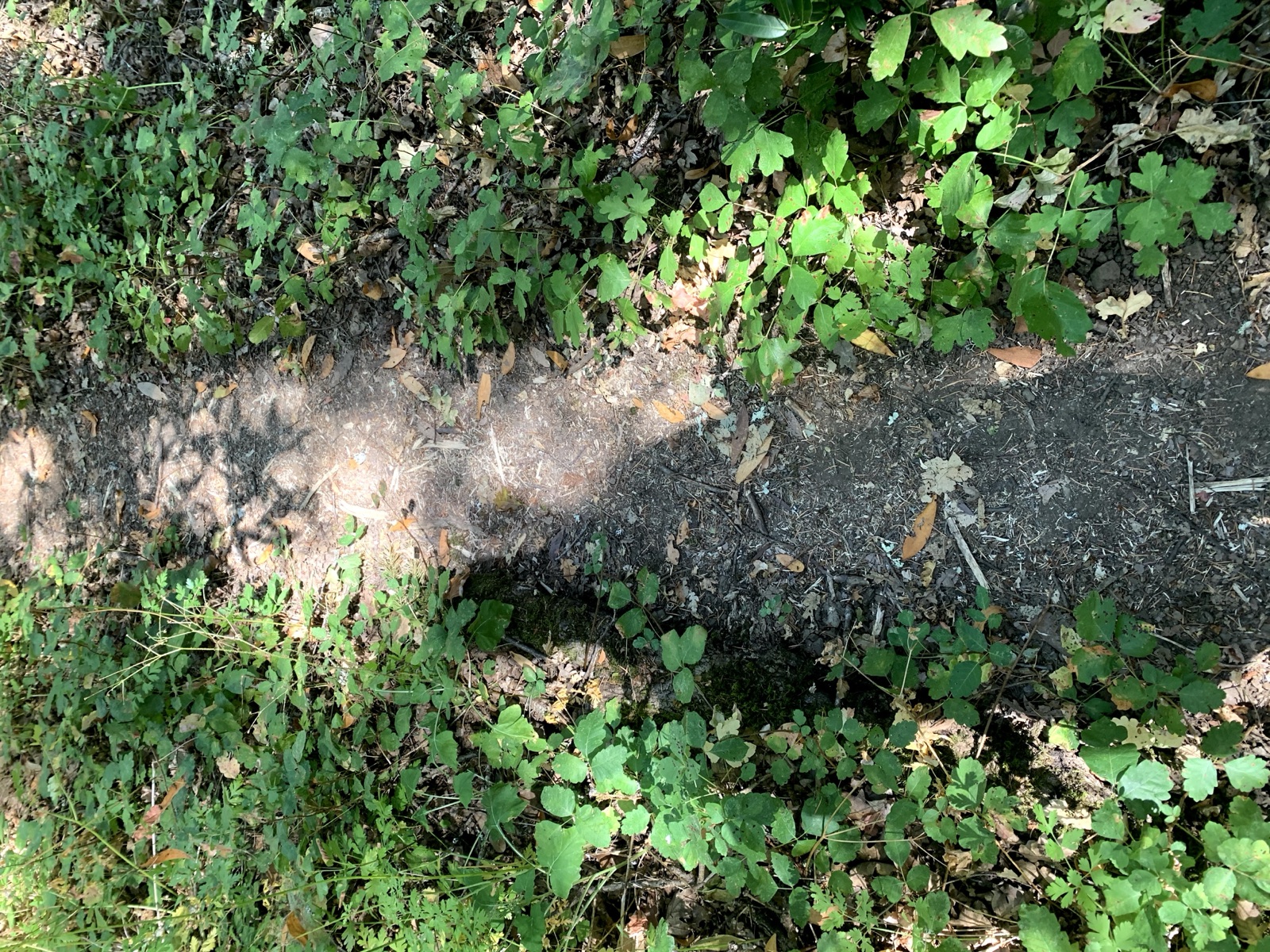 Segment 17, photo 7
