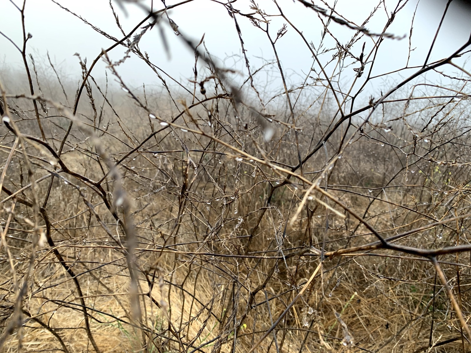 Segment 38, photo 6