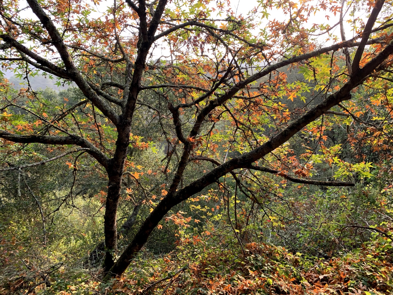 Segment 38, photo 17