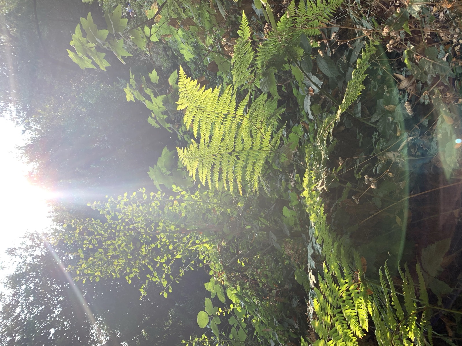 Segment 38, photo 23