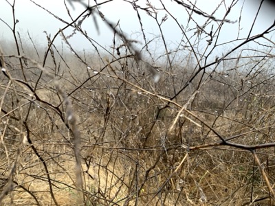 Segment 38 photo 6