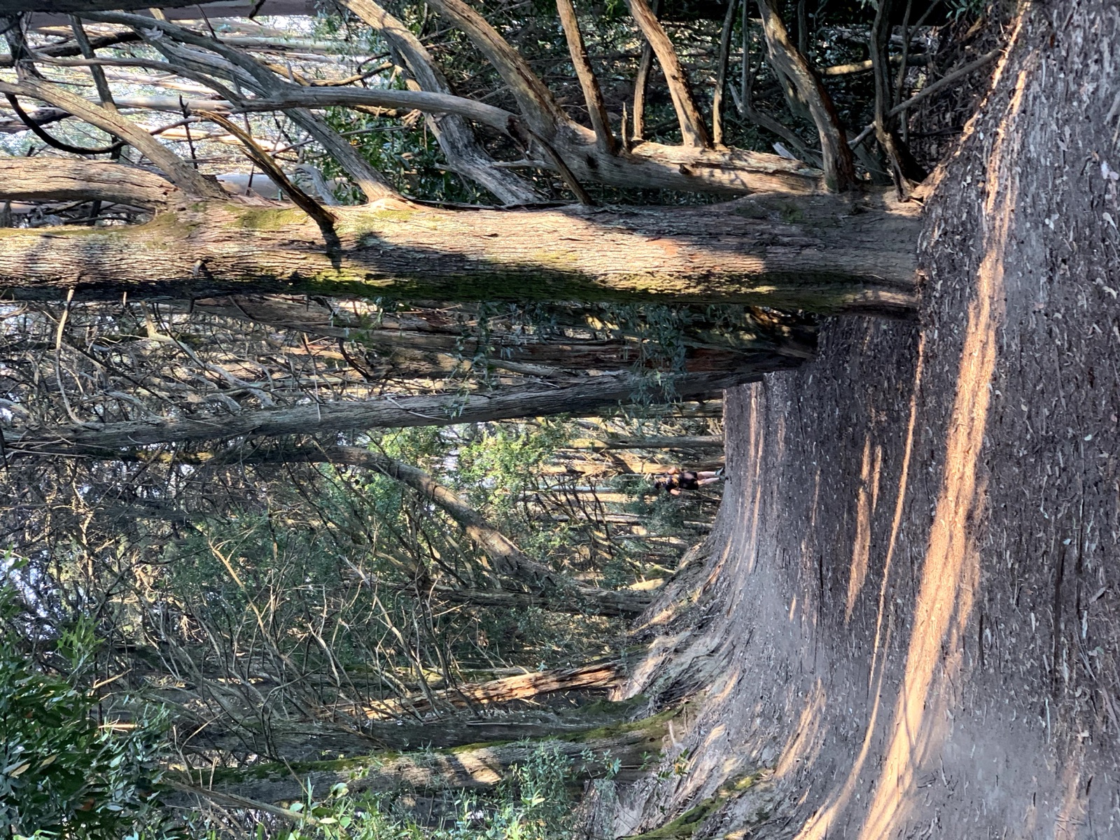 Segment 39, photo 2