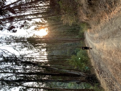 Segment 40 photo 2