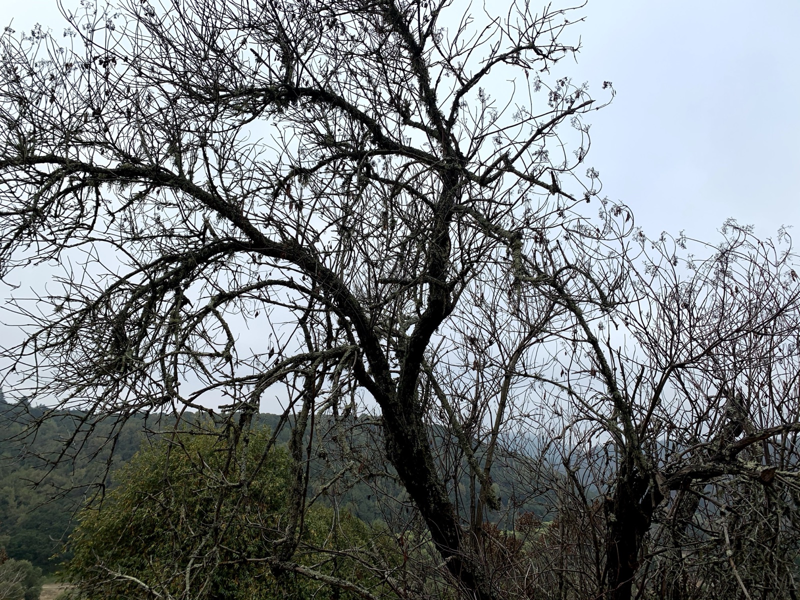 Segment 41, photo 1