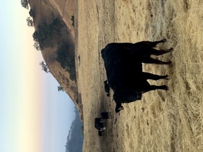 Segment 47 photo 10