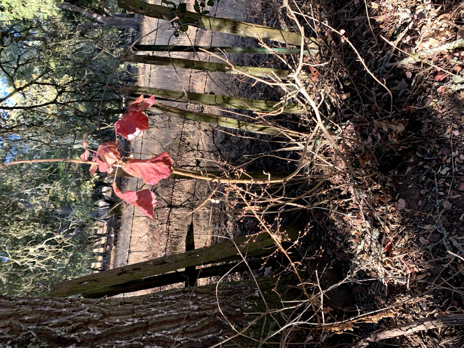 Segment 48, photo 8
