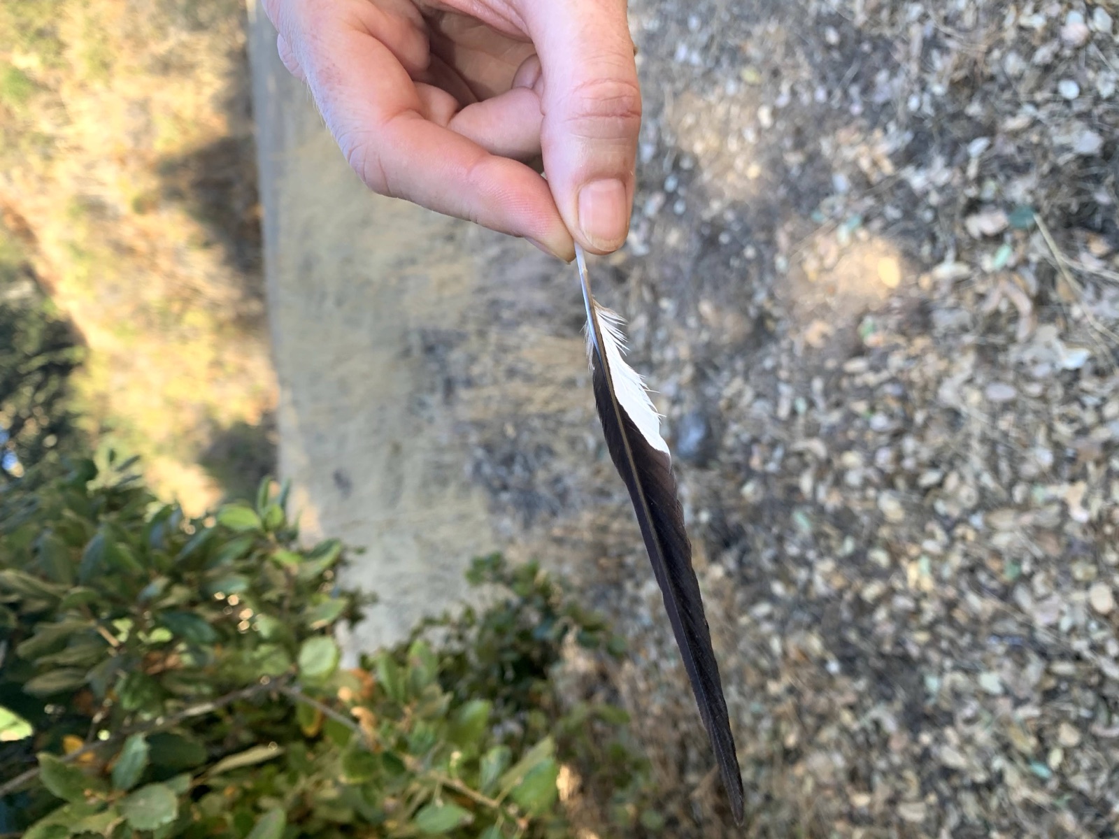 Segment 49, photo 6