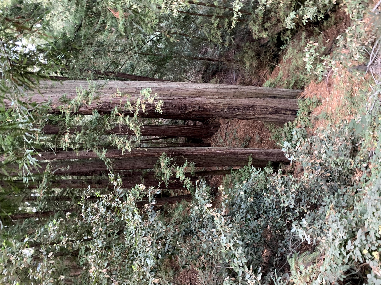Segment 52, photo 1