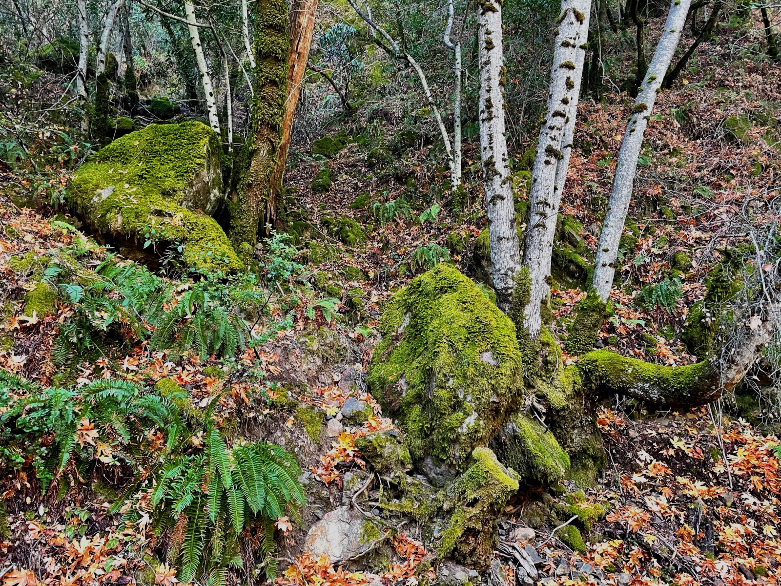 Segment 55, photo 11