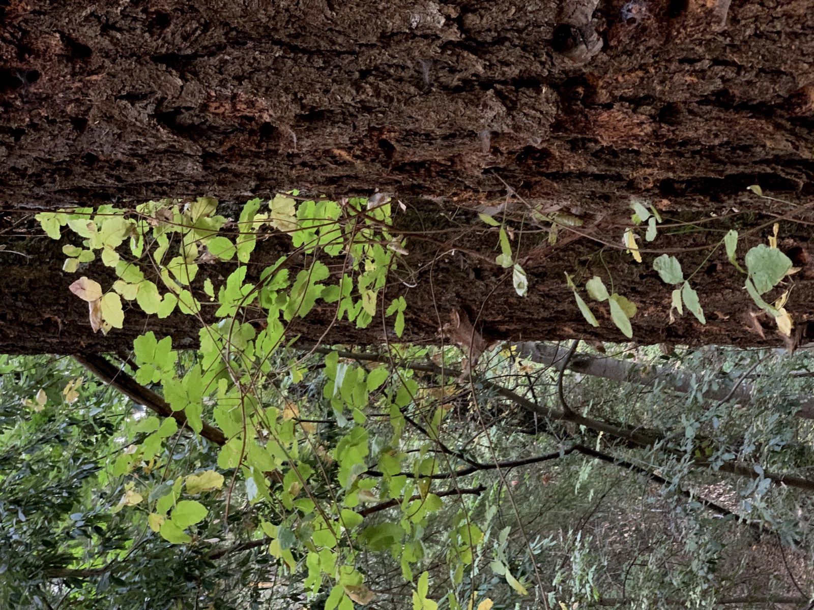 Segment 58, photo 5