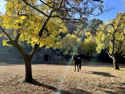 Almond Ranch